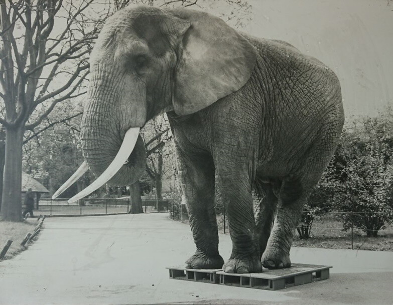 Olifante op twee plastics pallets | Norah Plastics Beeldmerk NORAH Plastics 1953